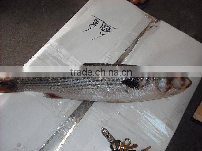 frozen grey mullet