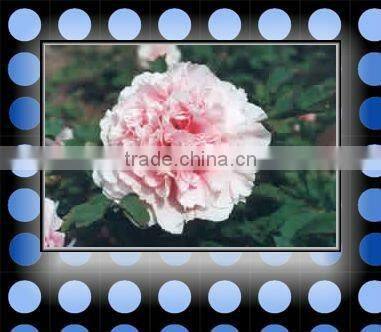 Tree Peony Plant Root 3 years old Lu Fen