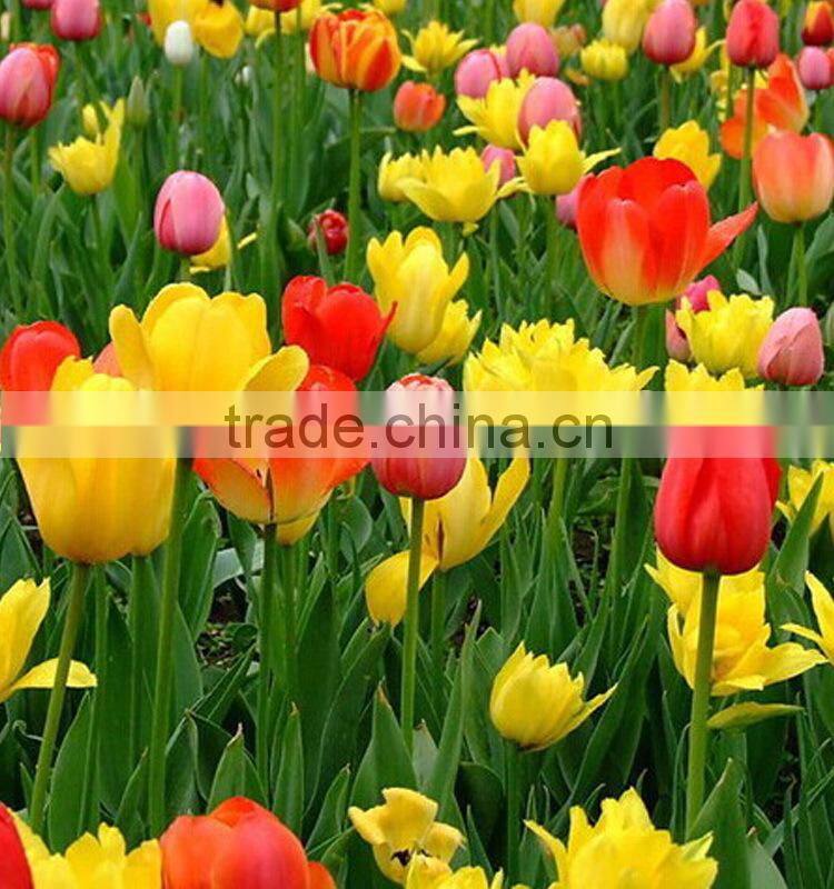 Fashionable Crazy Selling fresh cut gold tulip flower