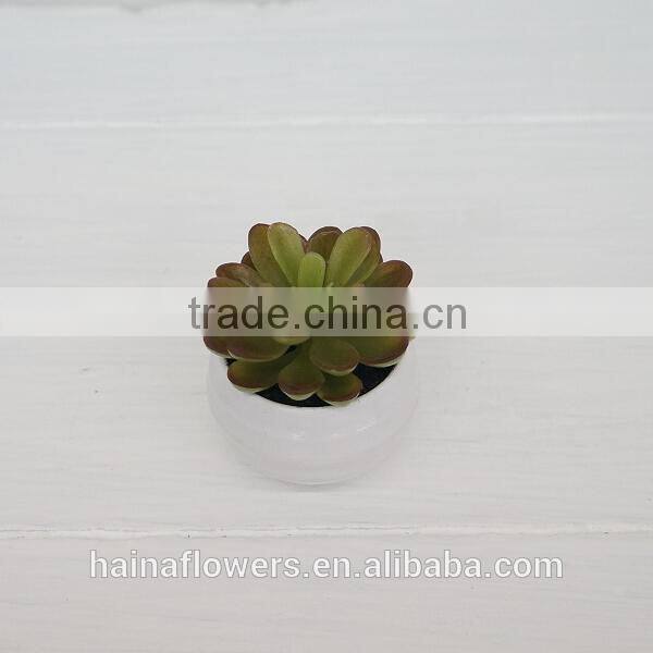 Best selling factory direct price tropical plants mini potted cactus
