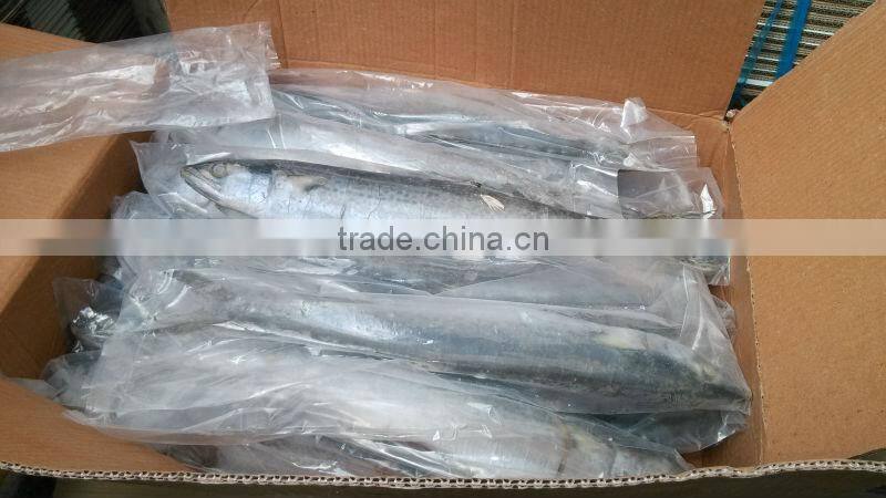 Frozen spanish mackerel fillets