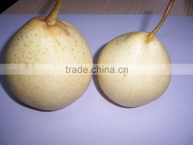 Super Shandong Pear Packed in Carton