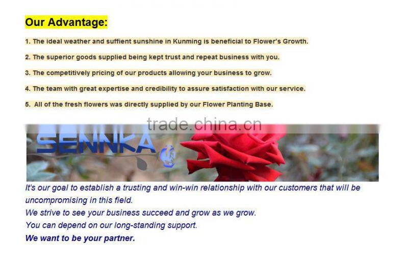 Savanna Gerbera Ceremony Fresh Cut Flowers Fresh cut Gerbera