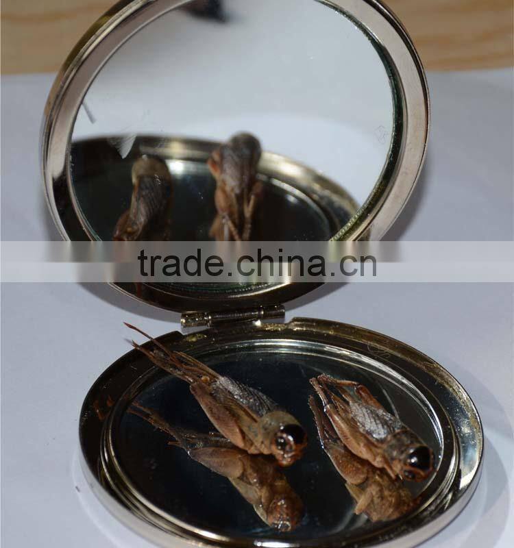 dried high protein animal feed crickets, high quality cricket