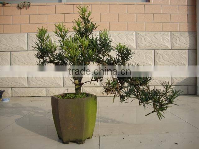 Podocarpus macrophyllus bonsai