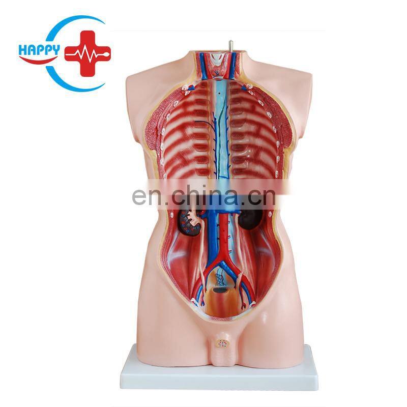 HC-S239 Hot Sale Medical Science Male Trunk Model/Male Model 85CM Male Torso Model with 19 pieces