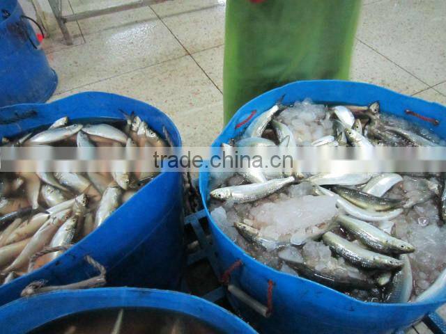 Block frozen sardine
