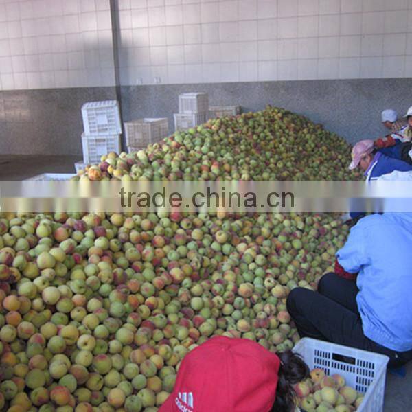 Frozen Yellow Peach In Slice