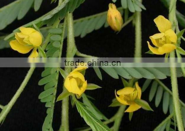 Supply Natural Cassia Nomame Extract With Flavanols 8%,16%