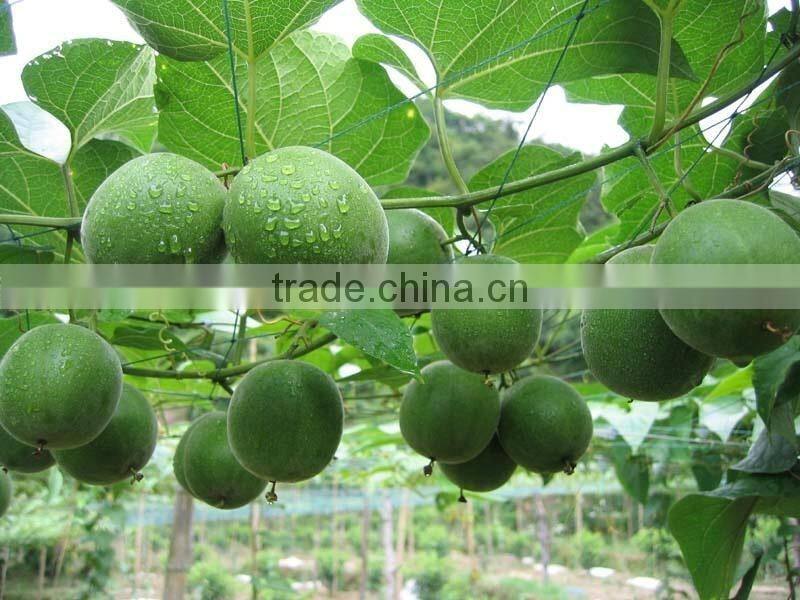 Nutritional Best fruit Luo han guo extract / monk fruit extract powder with mogrosive V 20%