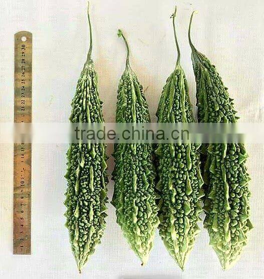 PALLAVI F1 Hybrid Bitter Gourd Seeds