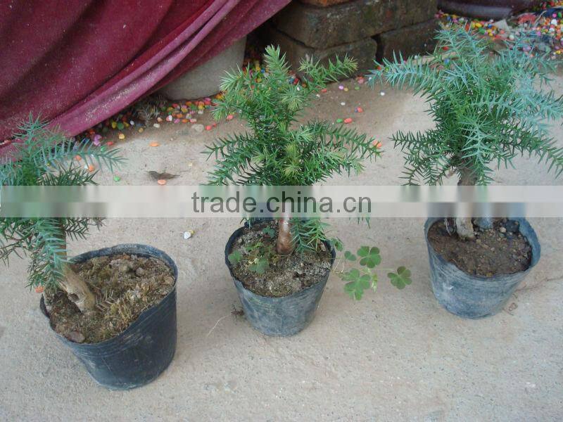 Dwafted indoor bonsai / plants -Araucaria heterophylla