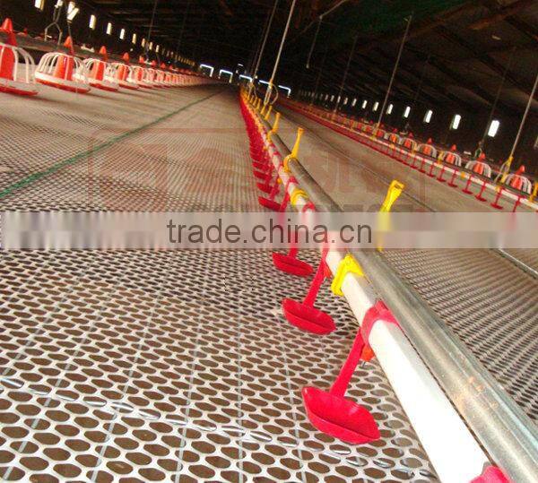 chicken drinking nipple