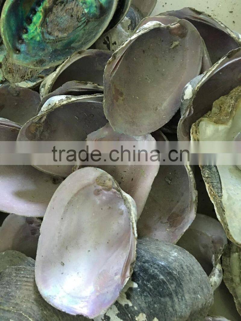 raw American pink shell