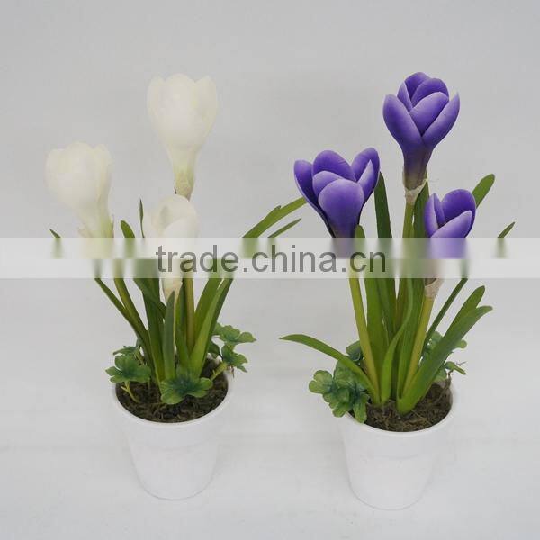 Colourful Bonsai Plants For Sale