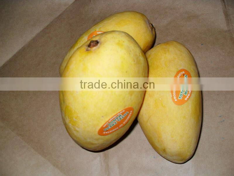 hot Selling Fresh Pakistani Chaunsa Mango ( Special offer for Iran )
