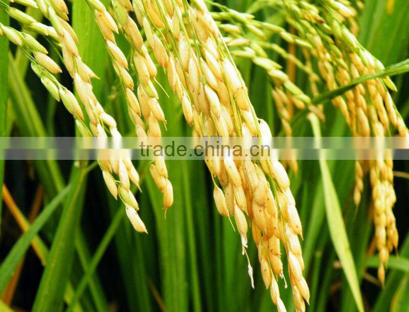 High Efficiency manual rice thresher 0086 15238385148