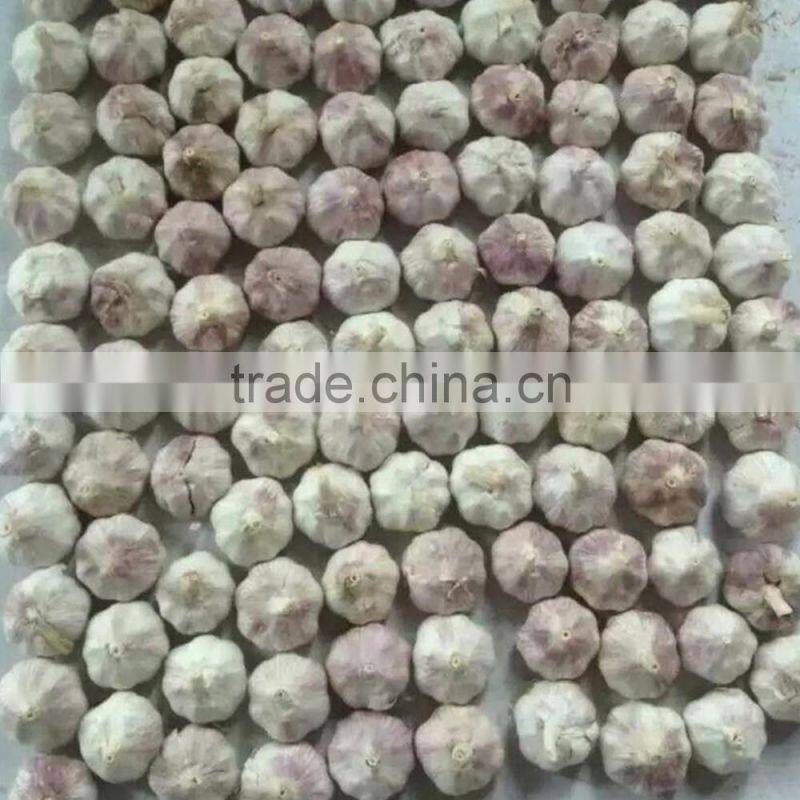2016 New Crop Factory Supplier Normal White And Pure White Garlic for Indonesia, Malaysia, Thailand from China Factory