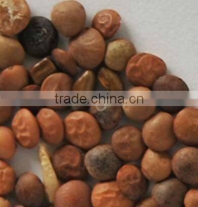 Lentil Color Sorter With Best Price