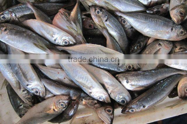 horse mackerel China Origin