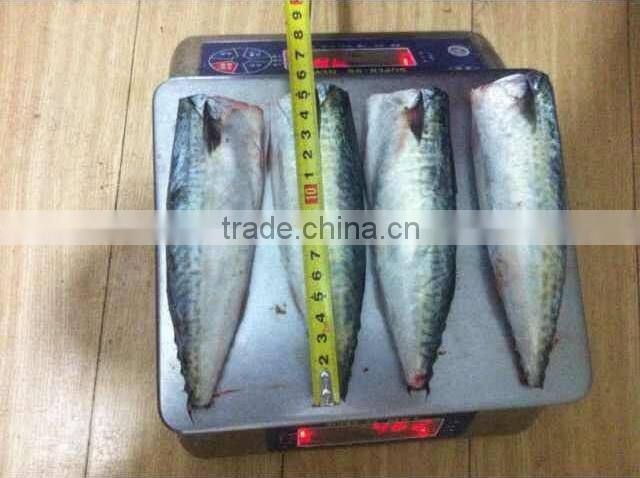 HGT 100-200g Frozen Mackerel