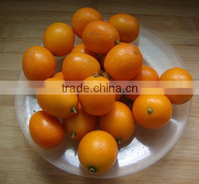 Automatic Brush Date Cleaning Machine|Ginger Washer and Cleaner Machine