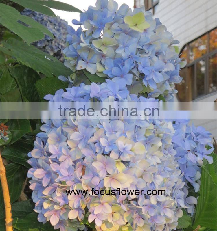 Professional Export High Quality Real Touch Hydrangea With Good Smell