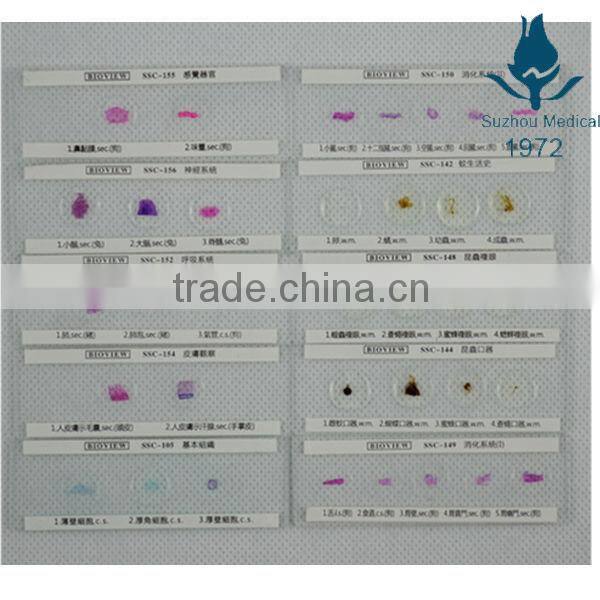 Microscope slides with 4 specimen on 1 slide