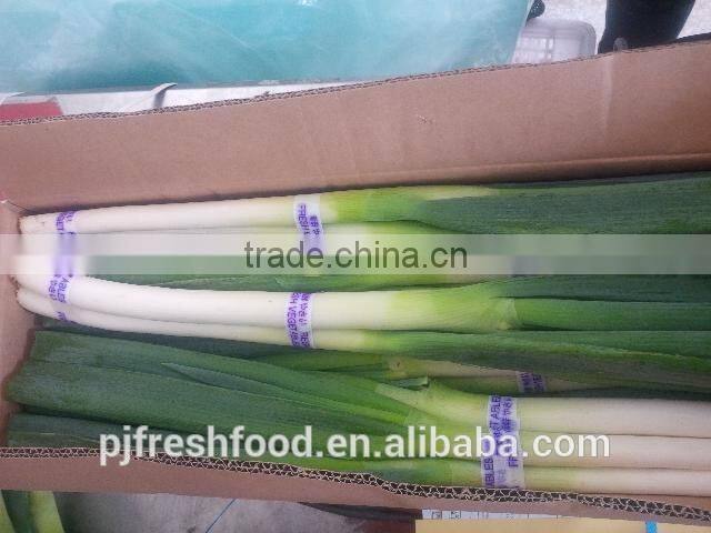 Fresh Onion Long Type Green Onion