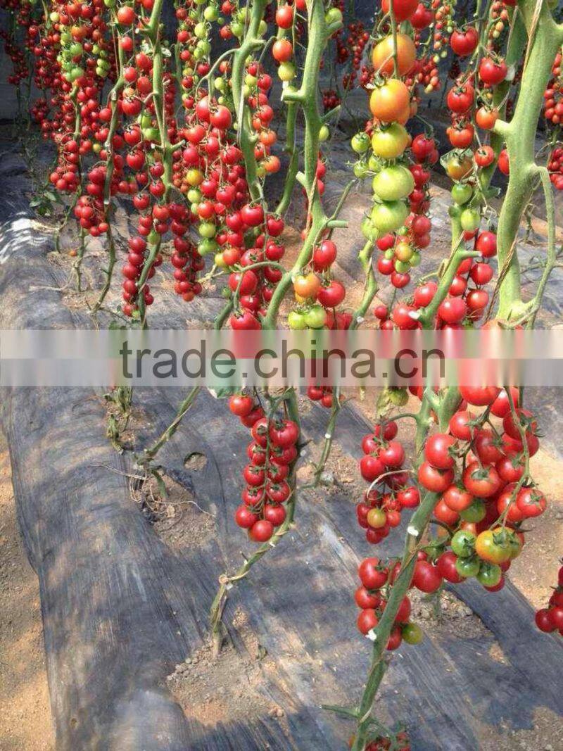 2014 Indeterminate Growth High Yield TY Resistance Pink Cherry Tomato Seeds For Growing-King Pearl