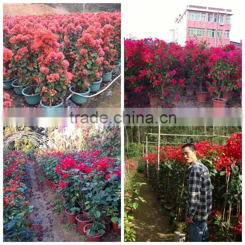 small medium big size multicolor blooming Bougainvillea spectabilis Willd of decorative ornamental outdoor indoor bonsai plants