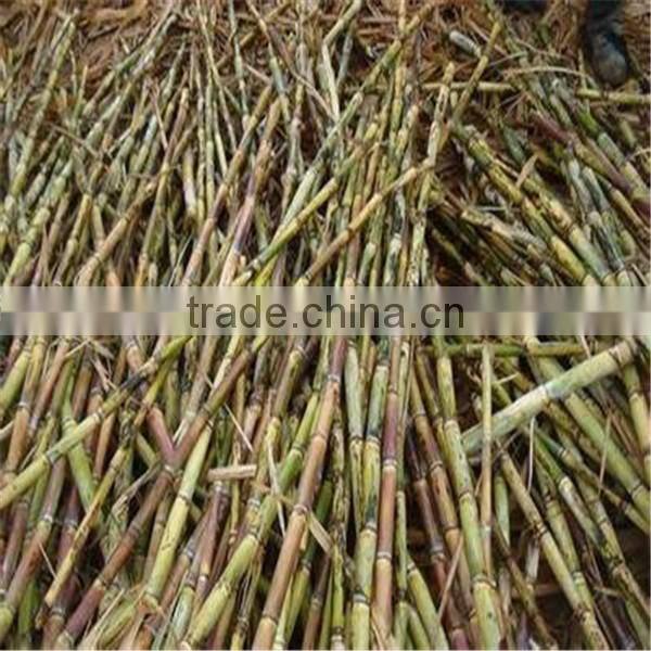 2014 hot sale and good qualtiy sugarcane leaf removing machine