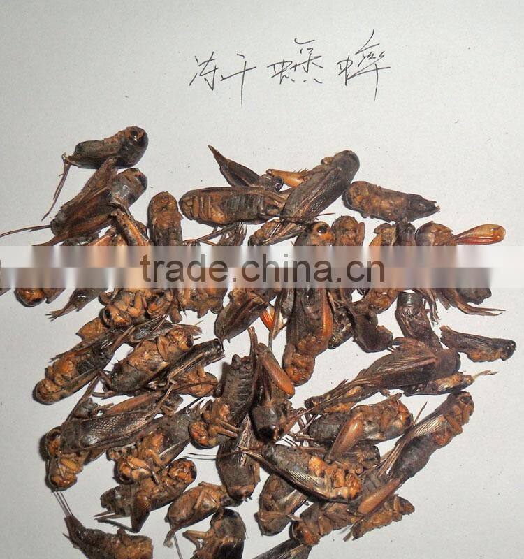 high quality cricket insect