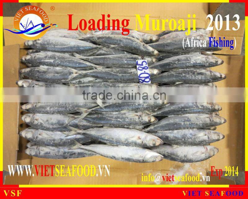 LOADING MUROAJI FOR TUNA BAIT