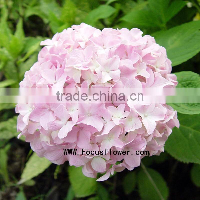High-class fresh cut flowers colombia silk vision flowers wholesale kunming flower exporter from rolane