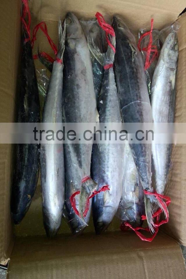 Cheap Wholesale Frozen Mackerel Spanish mackerel