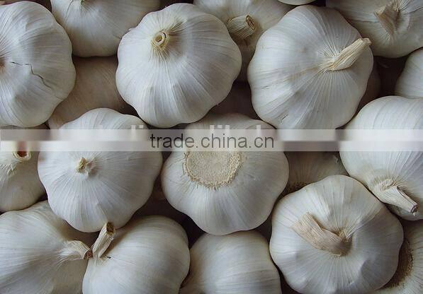 5.5 CM Garlic /Pure White Garlic