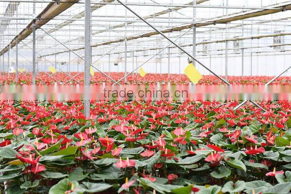 greenhouse tomato farming