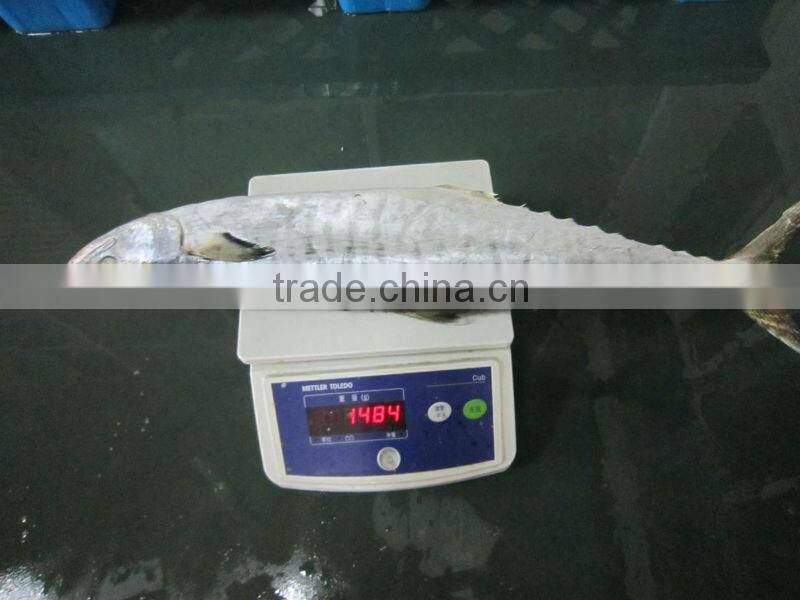 frozen spanish mackerel IQF IWP