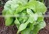 Organic Fresh lettuce Butterhead