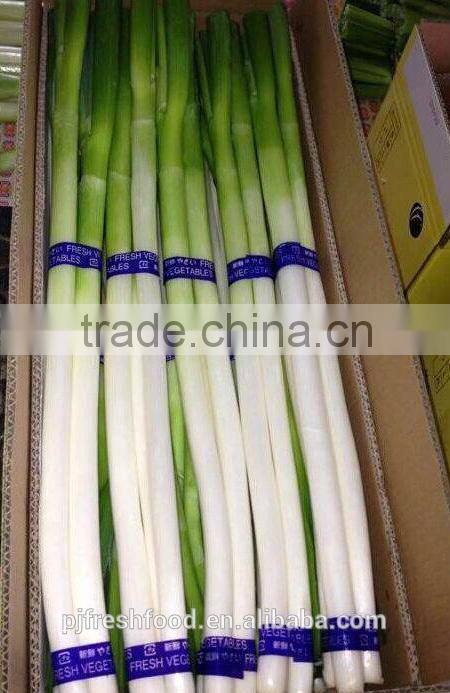 Fresh Onion Long Type Green Onion