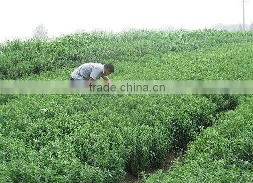 GMP manufacturer supply natural Sweetening Agent Stevia Extract powder Stevioside, Rebaudioside A