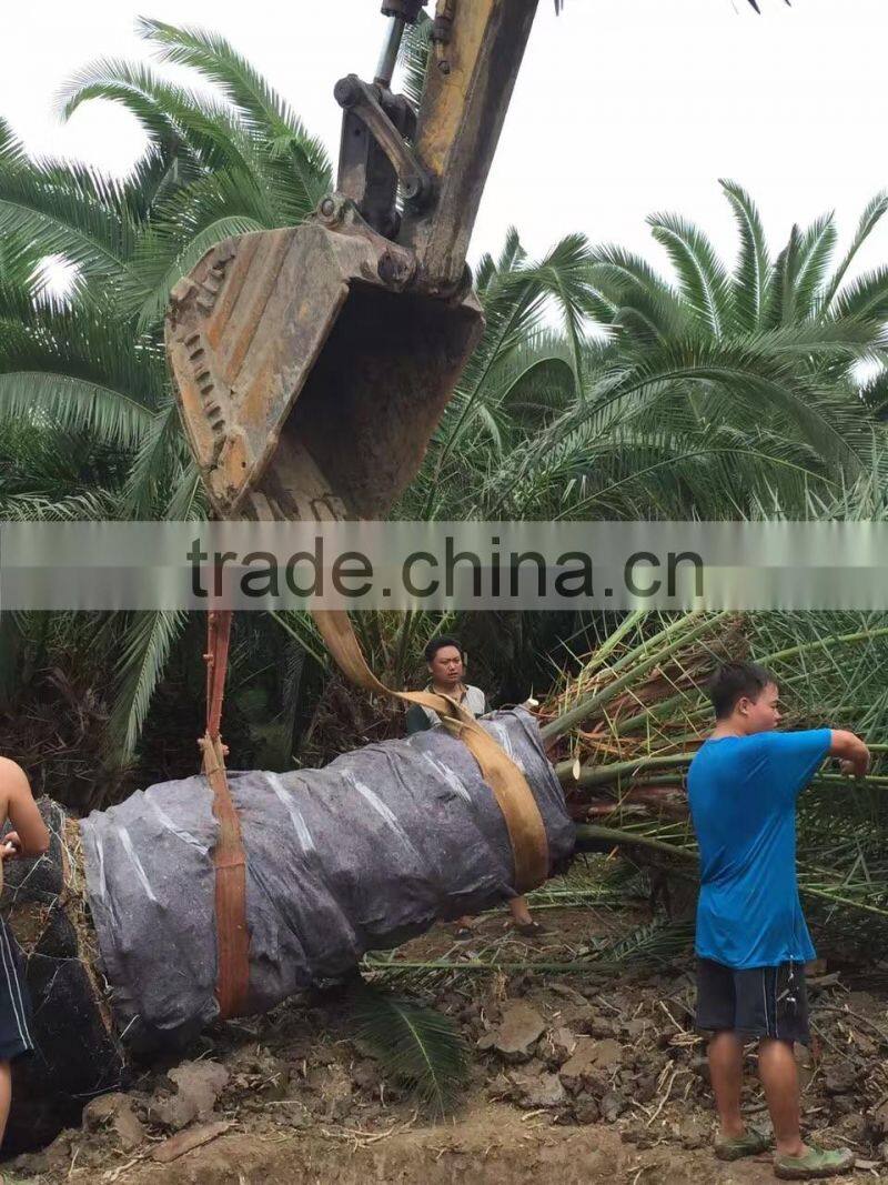 Phoenix canariensis
