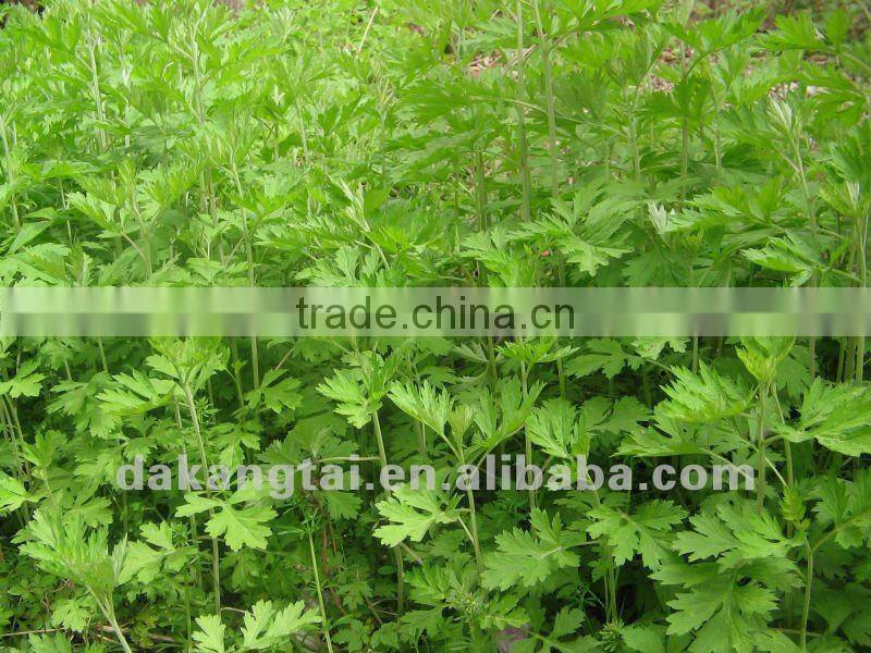 pure moxa roll for moxibustion