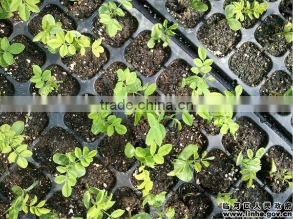 Wholesale best quality micro green seedling trays