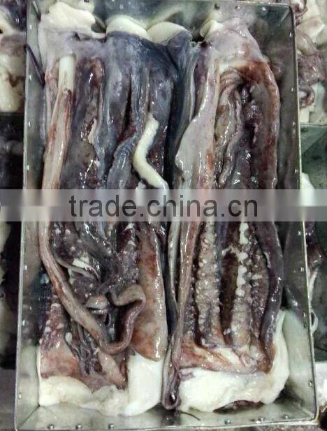 1kg up giant squid tentacle