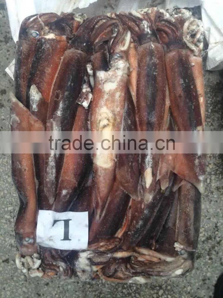 Frozen argentina squid illex squid jigger squid whole round