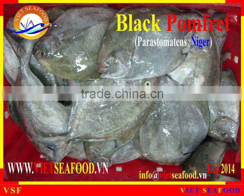 W/R FROZEN BLACK POMFRET