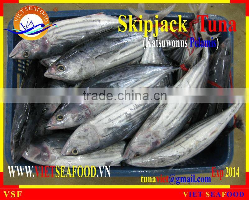 W/R FROZEN SKIPJACK TUNA