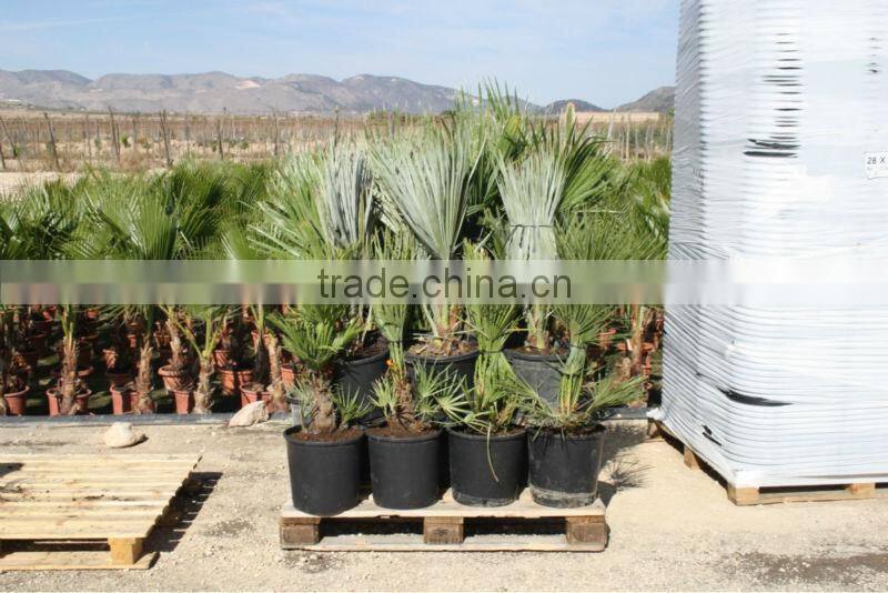 Bismarckia Nobilis - from 75/100 plant height in 8 liters pot